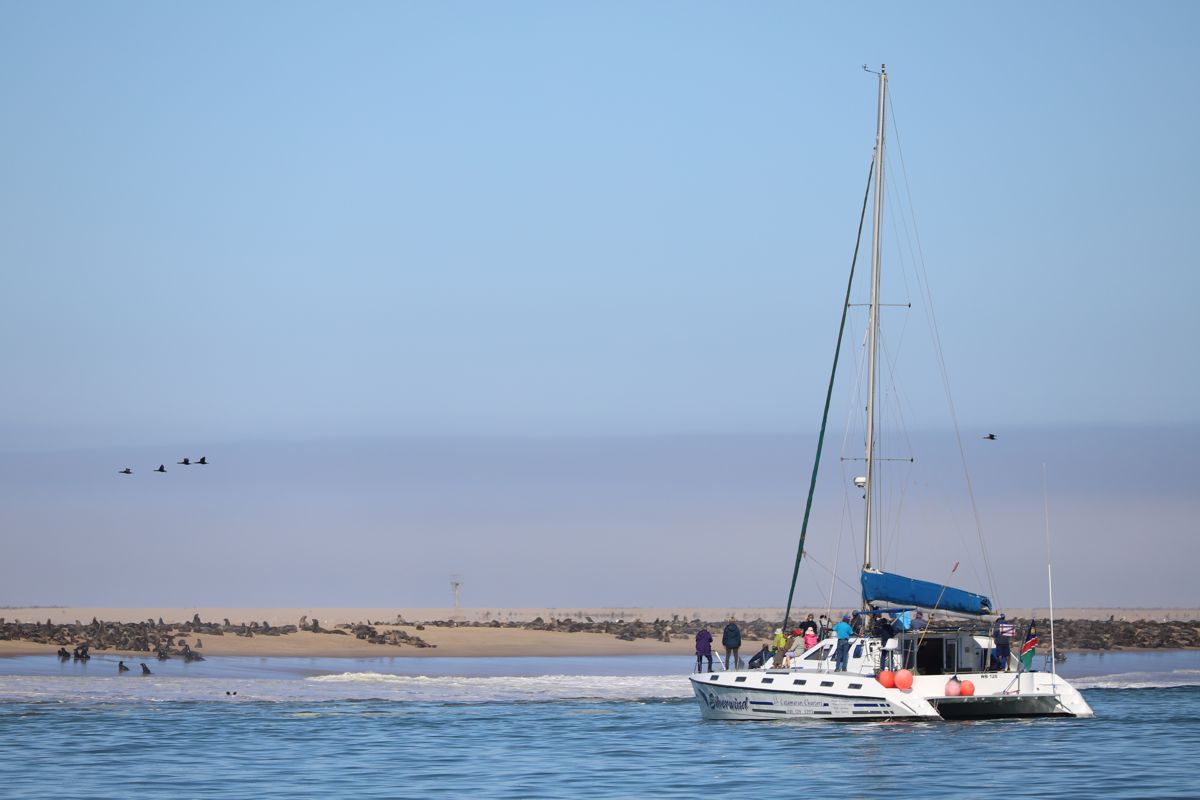 Dolphin and Seal Cruise