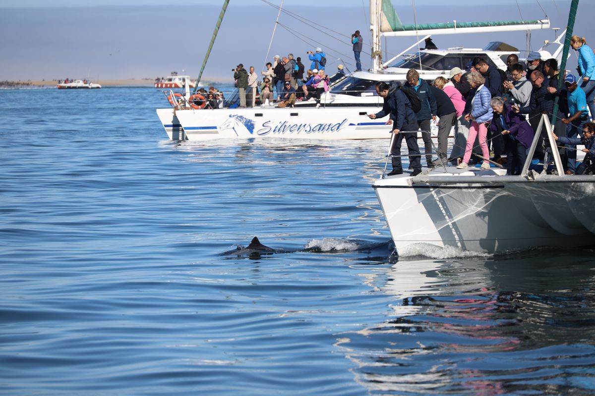 Dolphin and Seal Cruise