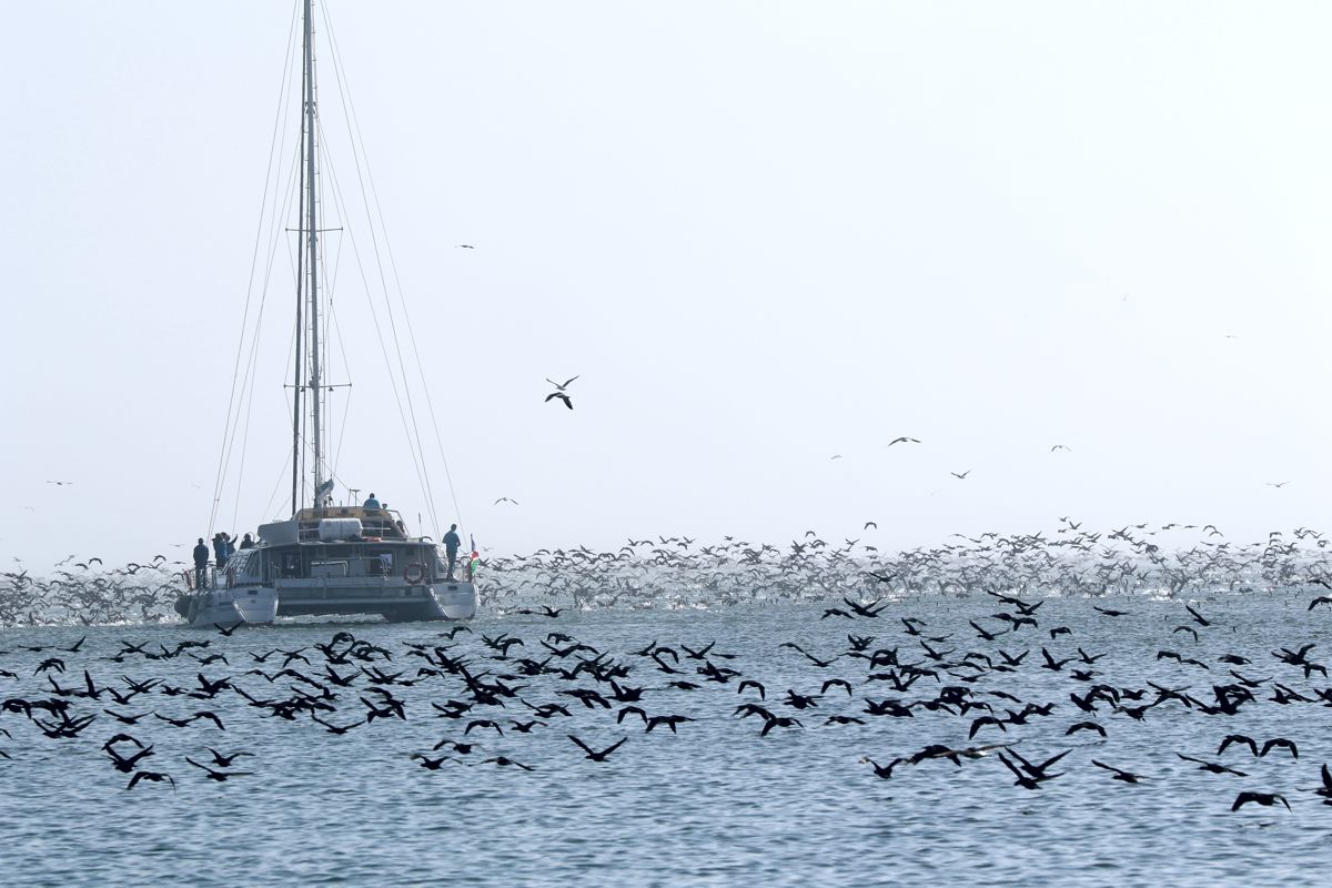 Dolphin and Seal Cruise