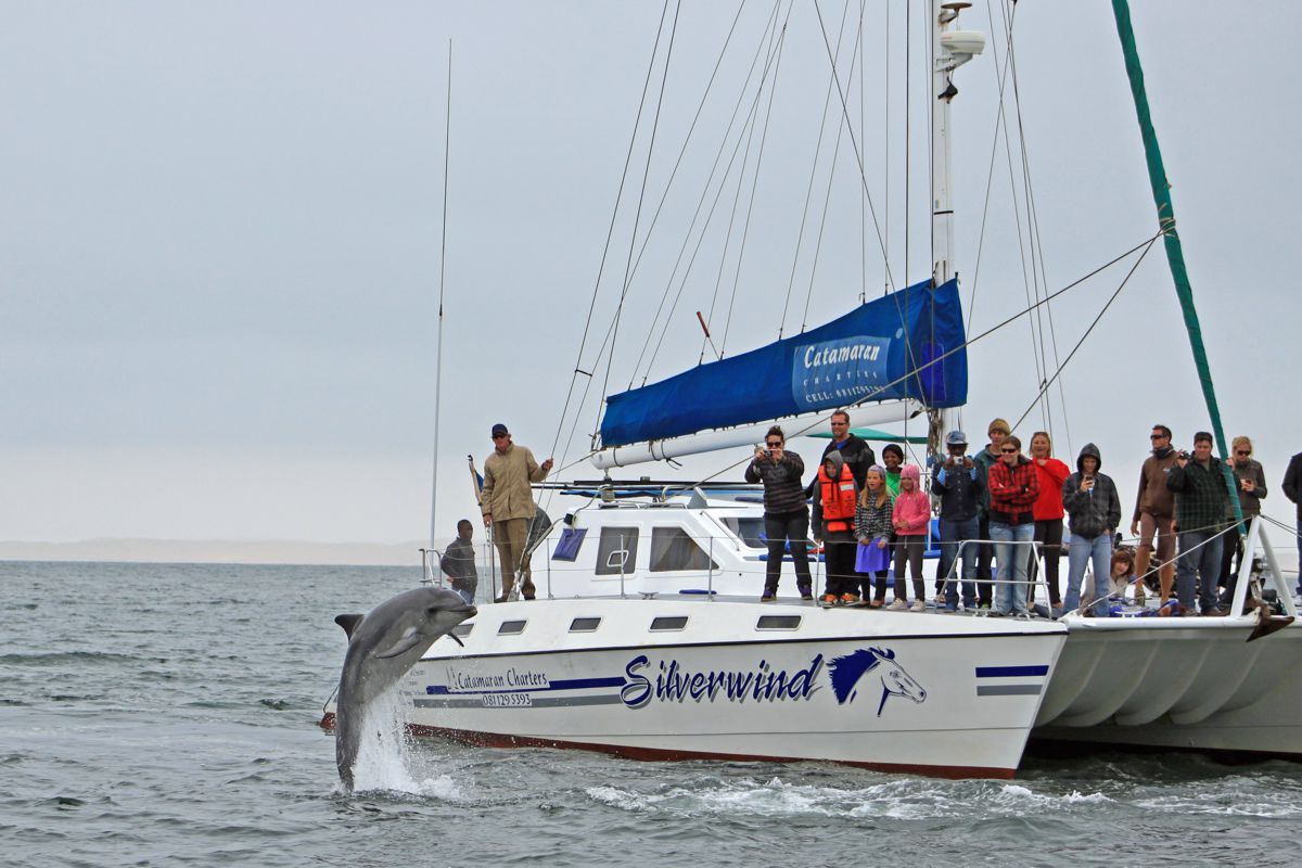 Dolphin and Seal Cruise