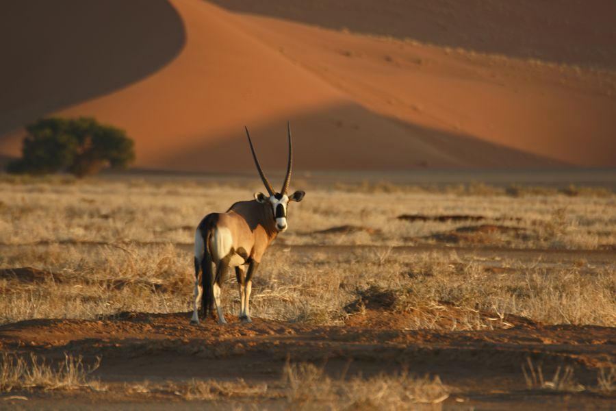 Sossusvlei & Deadvlei Excursion