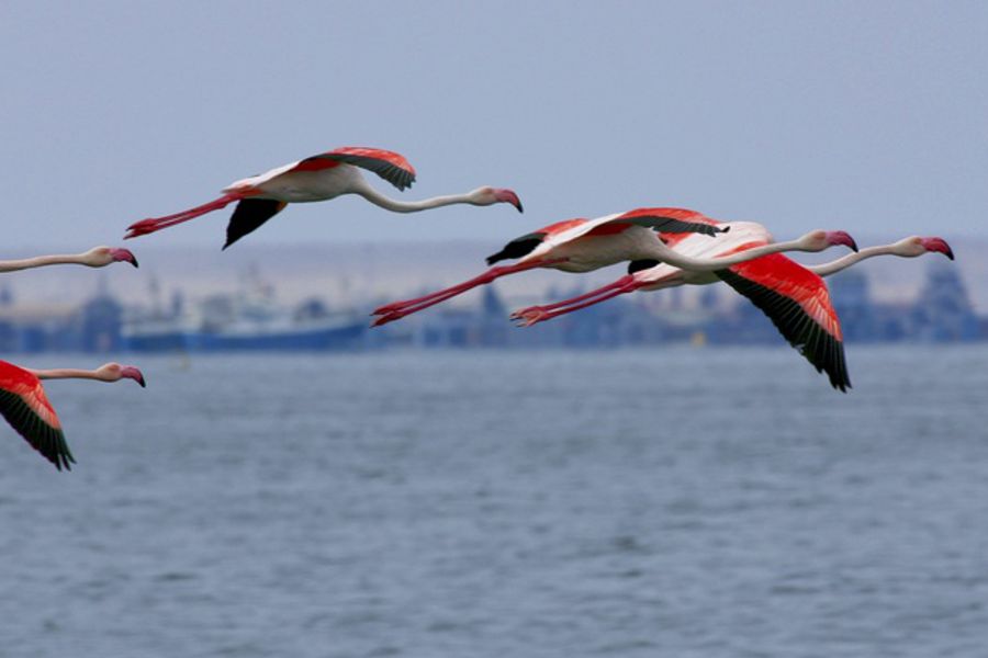Pelagic Birding Excursion