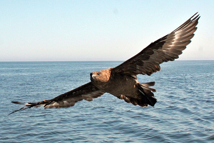 Pelagic Birding Excursion