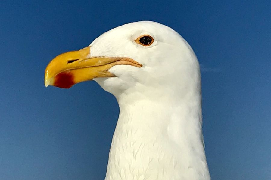 Pelagic Birding Excursion