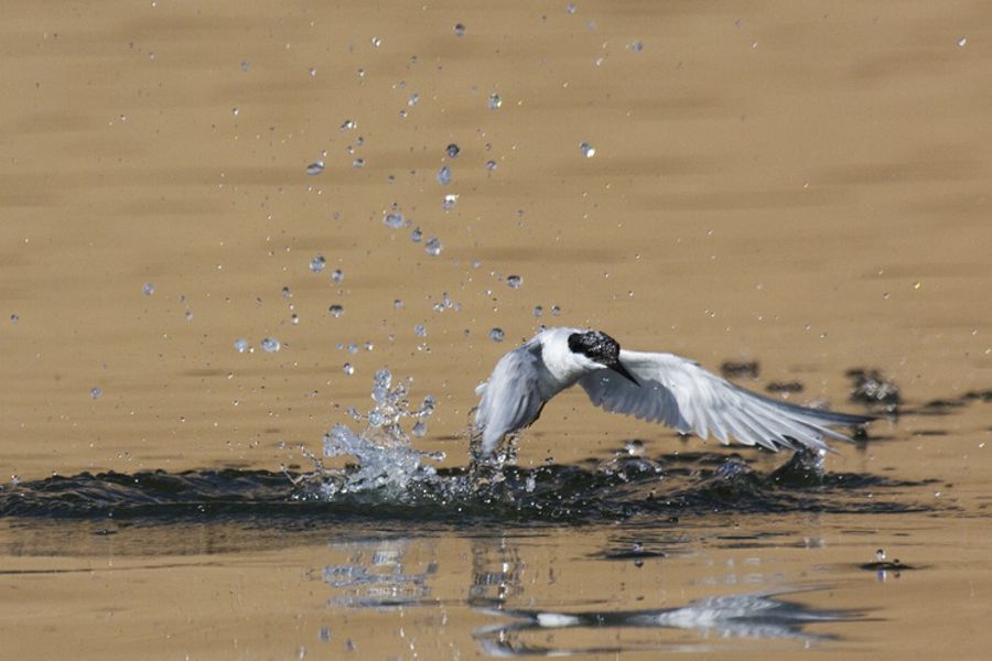 Pelagic Birding Excursion