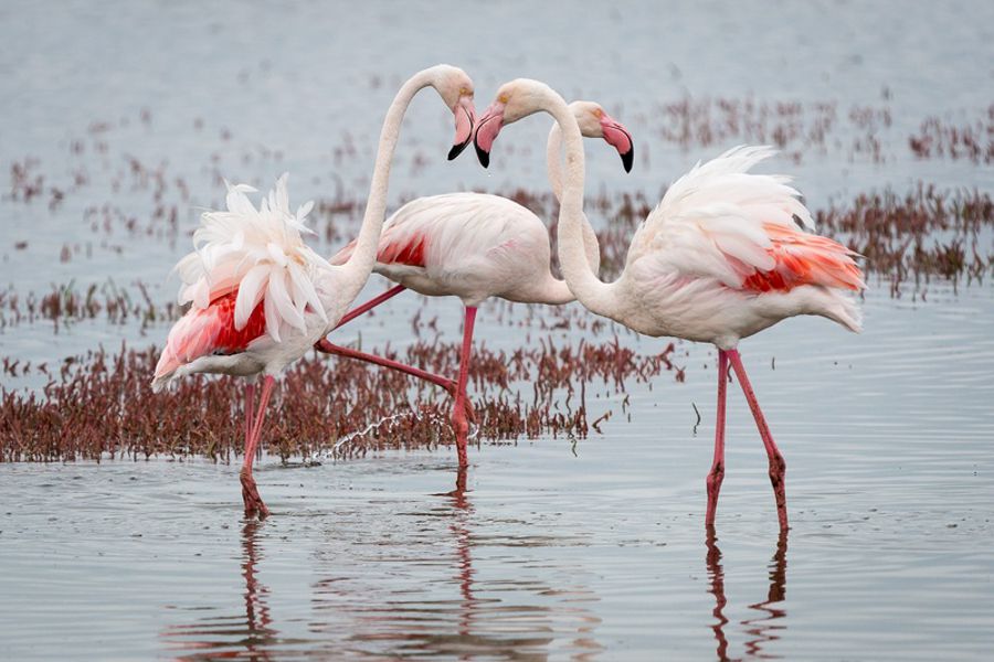 Pelagic Birding Excursion