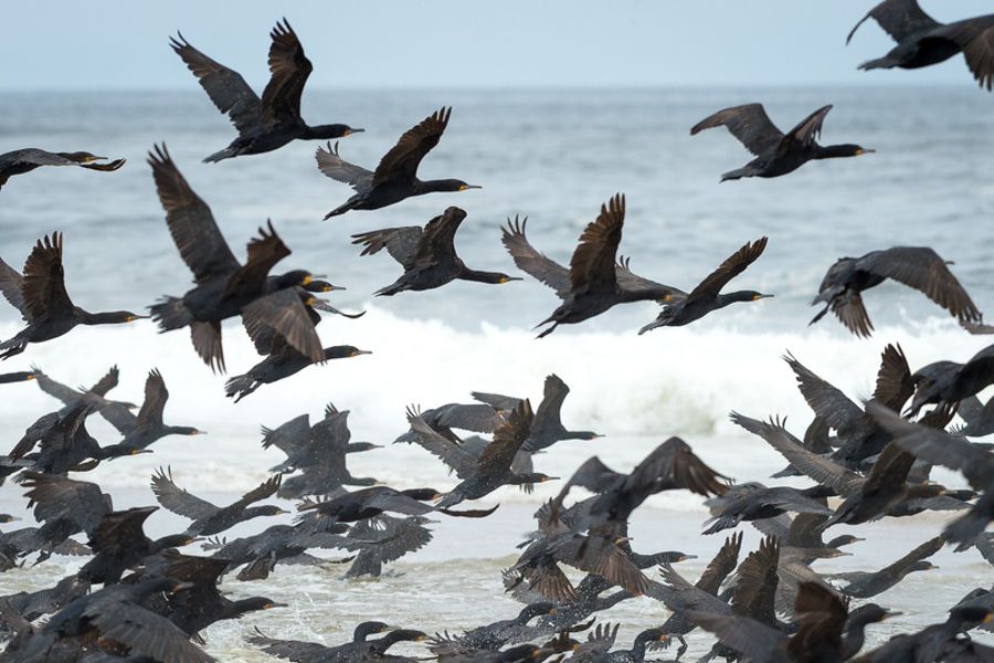 Pelagic Birding Excursion
