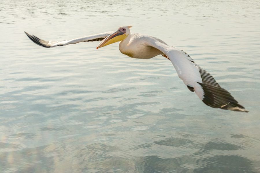 Pelagic Birding Excursion